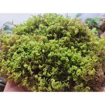 털깃털이끼 ( 수태볼 이끼볼 테라리움재료 건조이끼 생이끼 )