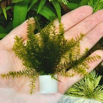 [신세계수족관] 버드나무 모스 1포트