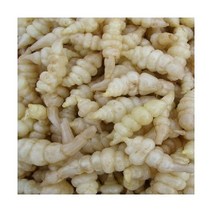 초석잠종자 100개/초석잠종근/초석잠씨앗/씨초석잠