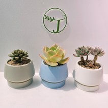 홍포도 아악무 백봉 네온라이트 아드레미쳐스 여미월 다육이 다육 다육식물 농장 알뜰장터 다유기 다요기 잘안죽는 추위에 강한 식물, 2 백봉, 2 블루
