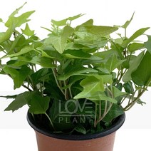 [꽃사랑식물나라] 형광청아이비 공기정화식물 식물키우기 화분 인테리어