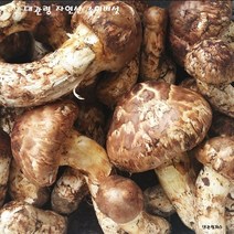 2023년9월 첫 송이 대관령 자연산 송이버섯 판매합니다, 1box, 500g(4등급)