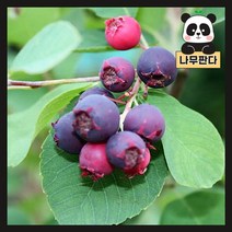 (나무판다) 준베리 나무 묘목 발레리나 삽목2년 포트, 1개