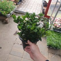 30~60cm 119 치자나무 중대품