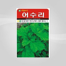 슬로시 채소 씨앗 산채 씨 종자, 어수리50립(아람)