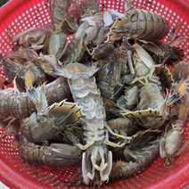 제철 생물 갯가재 2kg(30~36미내외) 국내산 자연산 쏙