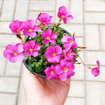 미니농장 애기사랑초 사랑초 글라브라 옥살리스 야생화 베란다정원 실내화초 꽃모종