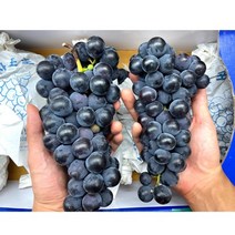 프룻데이 당일선별 켐벨포도 1kg 2kg 송산포도 대부도포도 상주포도 (특급안전포장), 1kg(4수이내)