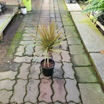 반려식물 원예식물 바이칼라 마지나타 바이칼라 수입식물 3050119