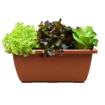 화분월드 베란다텃밭 다용도 채소밭 화분 set, 토기색