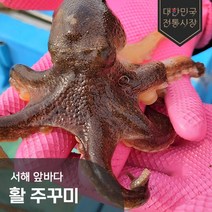 국내산 서해 산지직송 알배기 활 주꾸미 1kg 2kg 3kg 4kg 5kg 쭈꾸미, 국내산 활 주꾸미 1kg