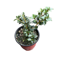 그린플랜트 꽃식물 향기은목서 1+1