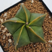 [메카다육]1029 청난봉옥(실생 선인장) 랜덤판매 다육식물 선인장 다육금 다육철화 두들레야 아프리카식물 코노피튬 하월시아 수입다육이 국민이