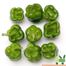 사라상회 청피망 2Kg (상), 1박스