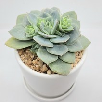 인플랜츠팜 펀퀸군생 다육 중형 도자기화분 9900원 반려식물