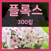 꽃씨몰 꽃씨 봄 파종 여름꽃씨 가을 노지월동 다년생 야생화 양귀비 종자 꽃씨앗, 22.플록스 300립(1~2년생)