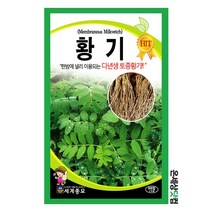 황기 300립 /황기씨앗 황기씨 종자 토속 약초 주말농장 베란다텃밭
