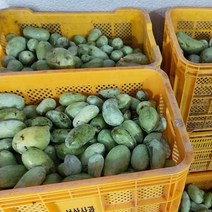 포포열매 1kg [월순네 농장]