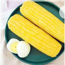 <천룡무역> 아주 맛있는 무첨가 냉동 황 찰옥수수 황찰 20개 40개 80개, 40개(8kg이상), 1개” class=”wr-img”></a></div></p></div></p></div></p></div><div class=