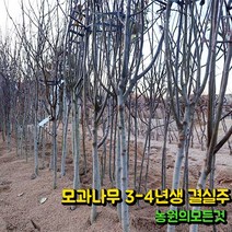 대왕 모과나무 묘목 3-4년생 결실주 (분묘)