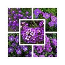 색깔별 모음 Violet 컬러5 솔잎도라지 알리섬 버베나 로벨리아 비너스의안경