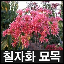 칠자화/칠자화묘목/조경수/삽목5년/포트묘/도시농부, 칠자화 삽목5년*포트 1주
