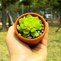 미미네아쿠아 다육이 키우기 매직쨈 (소).미미네아쿠아