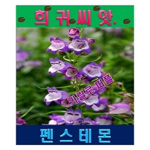SF3.희귀씨앗/펜스테몬-카릴로 퍼플 10립