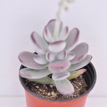 방울복랑 다육이 거실 실내 플랜테리어 홈가드닝 다육랜덤1-30, 단품, 1개