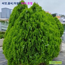 수목종자 축백나무씨앗 50립 / 속성수
