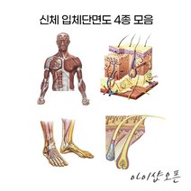 아이샵오픈 신체단면 입체단면도 4종모음 입체단면도 피부단면도 발단면도 모발단면도 병원 관리샵 - 한국, 옵션02.피부입체단면도