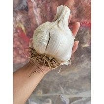 슈퍼 짱 큰 국산 토종마늘 코끼리 마늘 2kg, 1개