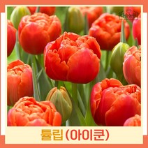 튤립 구근 모종 아이쿤 5개