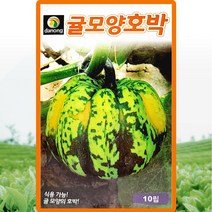 귤모양호박 씨앗 호박 씨 종자 10립, 1개
