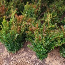 주목 묘목 10주 (키20cm내외), 벤타샵상품선택, 1개