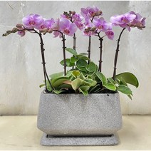 퀵 배송 서울경기-농장직영배송 강남 송파 서초 성남 잠실 서양난서양란 화분배달, 4.그린