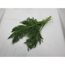[특급] 허브 딜 500g 생잎 향신료