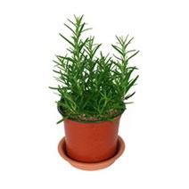 그린플랜트 공기정화식물 로즈마리 1+1