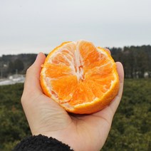 제주 진우네 한라봉 못난이한라봉 노지 하우스 가정용 선물세트 3kg 5kg, 한라봉 5kg 가정용(특대과)