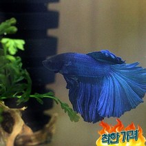 올 블루 하프문 베타(수컷)