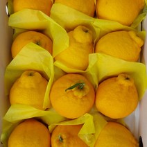 [제주직송} 제주 한라봉 제주도 제철 2kg 3kg 5kg 선물용 가정용, 5kg 선물용_특대_8-14과