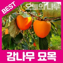 합리적 가격의 감나무묘목(대봉.대왕대봉.부유단감.조추단감 태추단감.둥시등), 대봉 접목묘 상묘