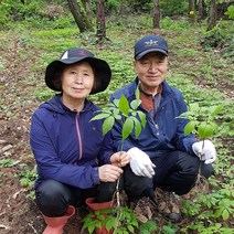 6년근10뿌리 장뇌삼 산양삼 자연산삼 인삼 자연산