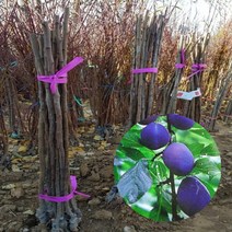 서양자두묘목 1주 접목 특묘목 롱존, 1개