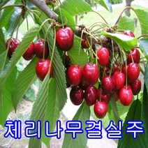 체리나무결실주/묘목/나무묘목/유실수/꽃나무/과실수/