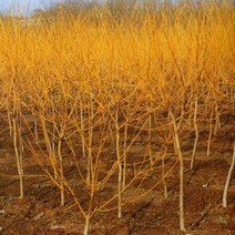 묘목/황금회화나무 /접목2년 특묘/2주 SK478, 1개