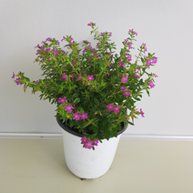 [해피그린 화원] 소담한 보라색 꽃을 피우는 구피아 090 화원 농원