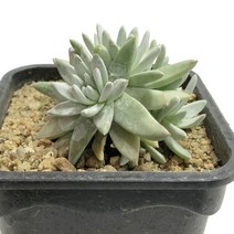 화이트그리니-두들레야/소형종/군생/다육식물, 1개