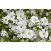 안개초 씨앗 1kg 야생화씨앗 산림종자