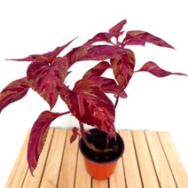 콜레우스 올리브모자이크 키우기 쉬운 도매 화훼 시장 가습 희귀 먼지먹는 식물, 단품, 1개